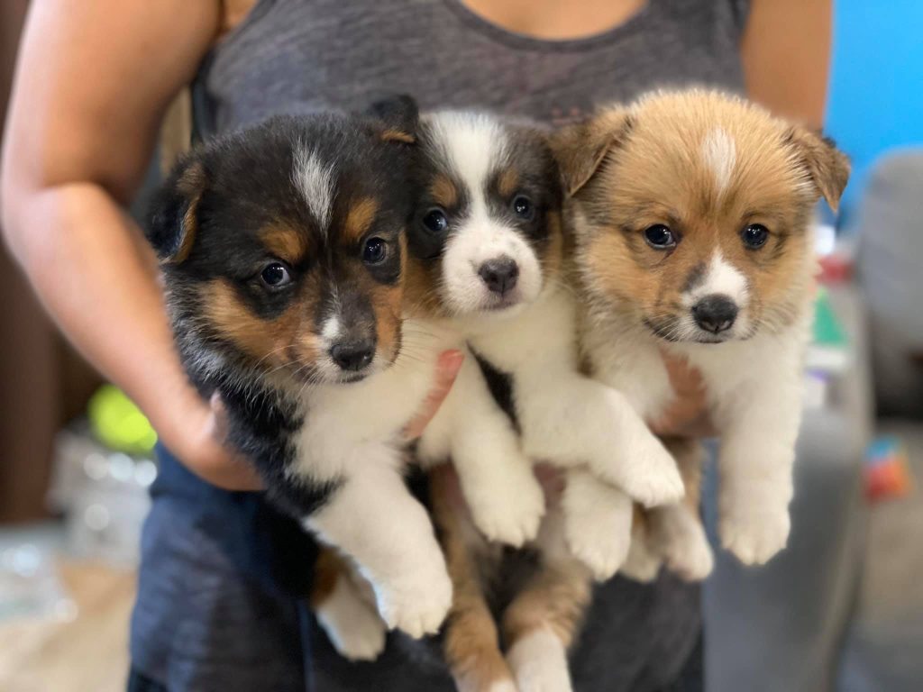 corgi puppies
