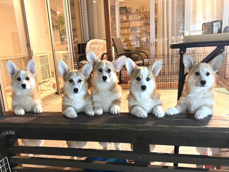 Buy Welsh corgis