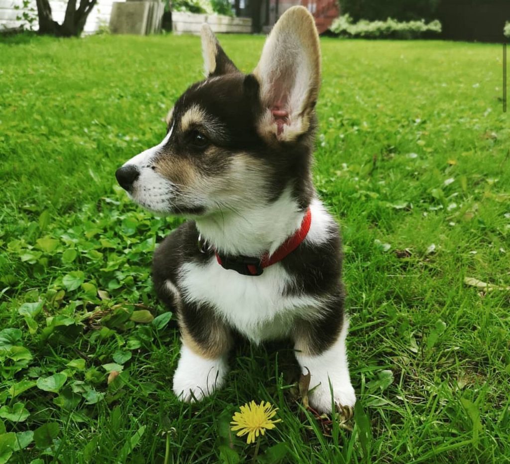 Daren male corgi