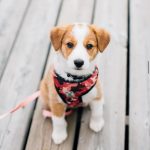 Rubby female corgi